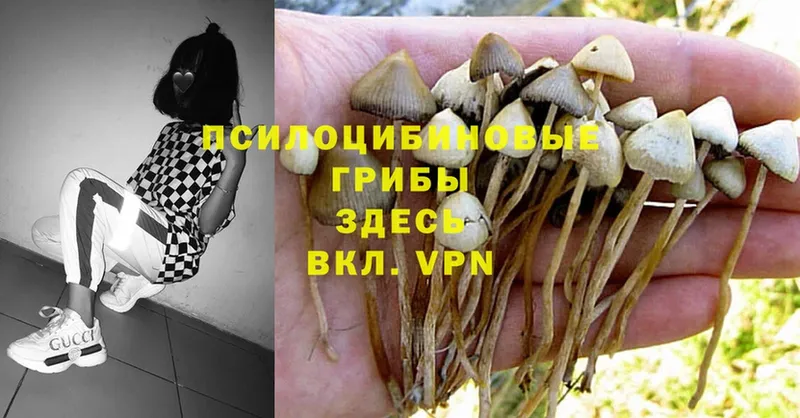 Псилоцибиновые грибы Psilocybe  дарнет шоп  Калач 